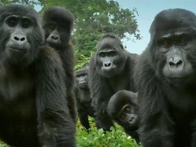 Robot "Casus" Goril, Gerçek Gorillerin Arasına Girerse Neler Olabilir?