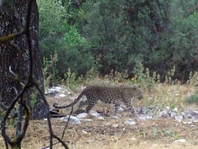 Aylar sonra yeniden görüntülendi: Peki, Anadolu Parsı (Anadolu Leoparı) nedir?