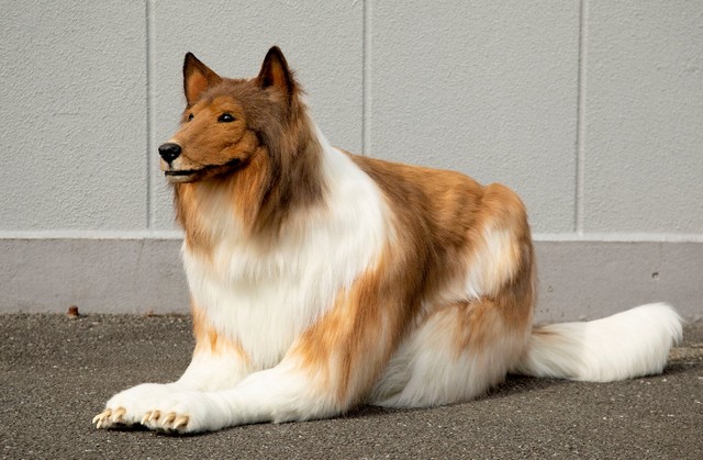 Japon köpek adam videosu viral oldu: Collie gibi görünmek için binlerce dolar harcamış!