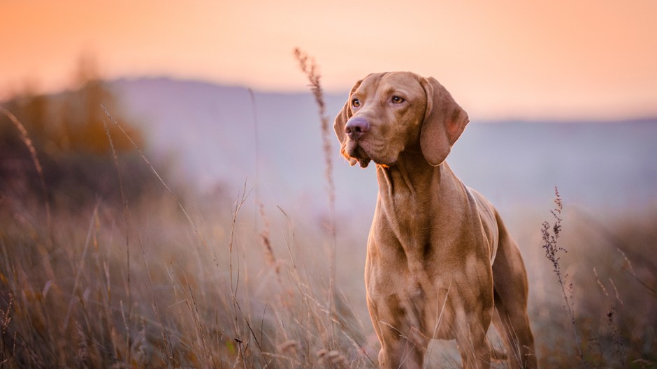 Köpekler, bize düşündüğümüzden çok daha fazlasını söylüyormuş